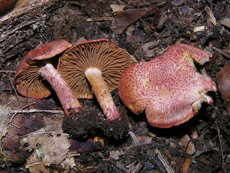 Cortinarius sec. Limonei da determinare